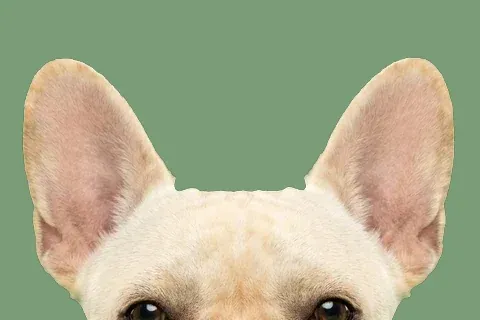 ぴったりストップ